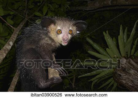 "Aye-aye (Daubentonia madagascariensis), Western Masoala, Madagascar, Africa" View Large Photo Image Stock Photograph - "Aye-aye (Daubentonia madagascariensis), Western Masoala, Madagascar, Africa". Fotosearch