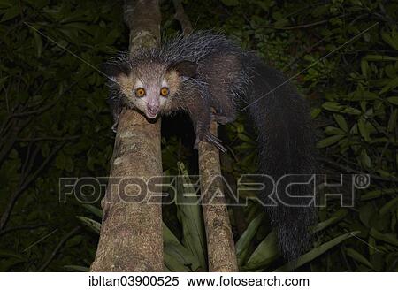 "Aye-aye (Daubentonia madagascariensis), Western Masoala, Madagascar, Africa" View Large Photo Image Stock Photography - "Aye-aye (Daubentonia madagascariensis), Western Masoala, Madagascar, Africa". Fotosearch
