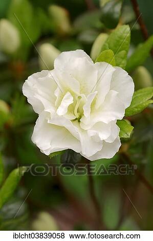 "Azalea (Azalea spec. ), flower, Germany, Europe" View Large Photo Image Stock Photo - "Azalea (Azalea spec. ), flower, Germany, Europe". Fotosearch