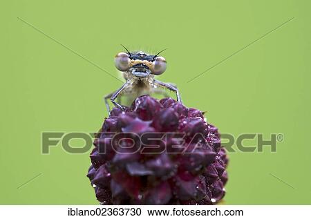 "Azure Damselfly (Coenagrion puella), female, Filz, Woergl, Tyrol, Austria, Europe" View Large Photo Image Stock Image - "Azure Damselfly (Coenagrion puella), female, Filz, Woergl, Tyrol, Austria, Europe". Fotosearch