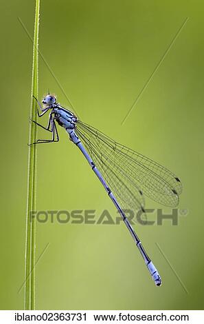 "Azure Damselfly (Coenagrion puella), male, Schwaz, Tyrol, Austria, Europe" View Large Photo Image Stock Image - "Azure Damselfly (Coenagrion puella), male, Schwaz, Tyrol, Austria, Europe". Fotosearch