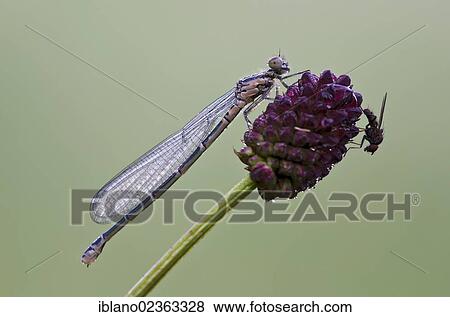 Stock Photo - "Azure Damselfly (Coenagrion puella), female, Filz, Woergl, Tyrol, Austria, Europe". Fotosearch
