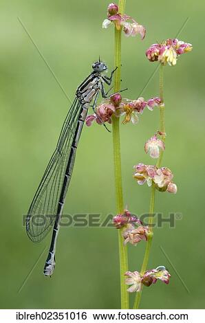 Stock Photograph - "Azure Damselfly (Coenagrion puella), female, on field sorrel (Rumex acetosella), Filz, Woergl, Tyrol, Austria, Europe". Fotosearch