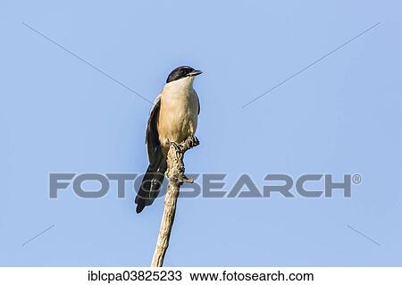 Stock Image - "Azure-winged Magpie (Cyanopica cyana), Extremadura, Spain, Europe". Fotosearch