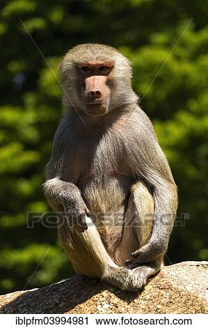 "Baboon (Papio hamadryas), female, sitting on rock, Hellabrunn Zoo, Munich, Upper Bavaria, Bavaria, Germany, Europe" View Large Photo Image Stock Image - "Baboon (Papio hamadryas), female, sitting on rock, Hellabrunn Zoo, Munich, Upper Bavaria, Bavaria, Germany, Europe". Fotosearch