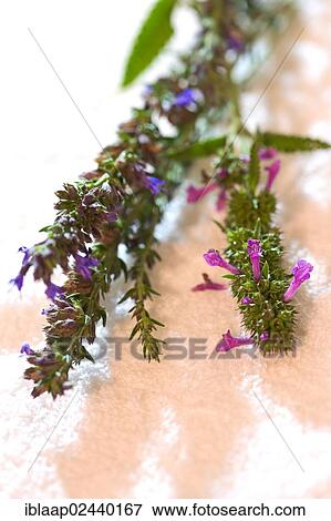 "Bach flower remedies, Woundwort (Stachys officinalis) and Hyssop (Hyssopus officinalis)" View Large Photo Image Stock Photo - "Bach flower remedies, Woundwort (Stachys officinalis) and Hyssop (Hyssopus officinalis)". Fotosearch