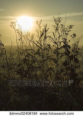 "Backlit grass in the morning, Lindenau, Augsburg, Swabia, Bavaria, Germany, Europe" View Large Photo Image Picture - "Backlit grass in the morning, Lindenau, Augsburg, Swabia, Bavaria, Germany, Europe". Fotosearch