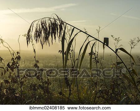 Stock Photography - "Backlit grass in the morning, Lindenau, Augsburg, Swabia, Bavaria, Germany, Europe". Fotosearch