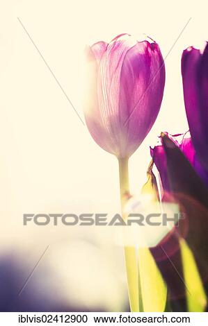 Backlit purple Tulips (Tulipa) in a window View Large Photo Image Stock Image - Backlit purple Tulips (Tulipa) in a window. Fotosearch