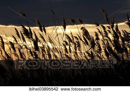 "Backlit reeds at sunset, Lake Neusiedl, Burgenland, Austria, Europe" View Large Photo Image Stock Image - "Backlit reeds at sunset, Lake Neusiedl, Burgenland, Austria, Europe". Fotosearch