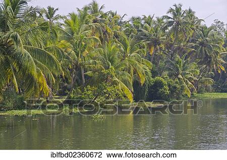 Stock Image - "Backwaters, Kerala, India, Asia". Fotosearch