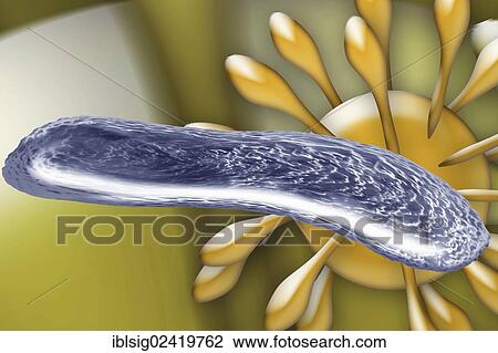 Bacteria and a virus, illustration View Large Photo Image Stock Image - Bacteria and a virus, illustration. Fotosearch