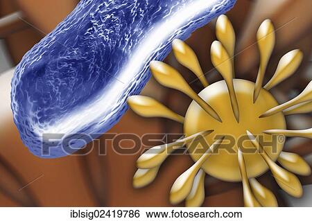 Bacteria and a virus, illustration View Large Photo Image Stock Photograph - Bacteria and a virus, illustration. Fotosearch