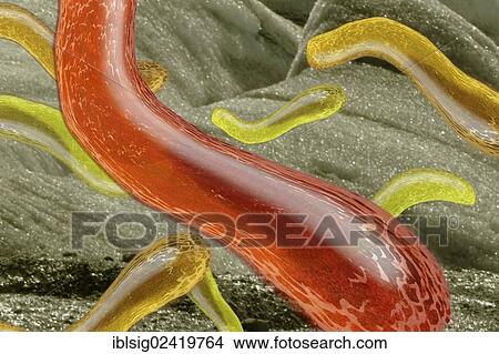 Picture - Bacteria, illustration. Fotosearch
