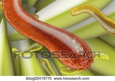 Stock Image - Bacteria, illustration. Fotosearch