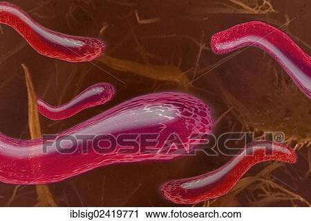 Bacteria, illustration View Large Photo Image Stock Image - Bacteria, illustration. Fotosearch