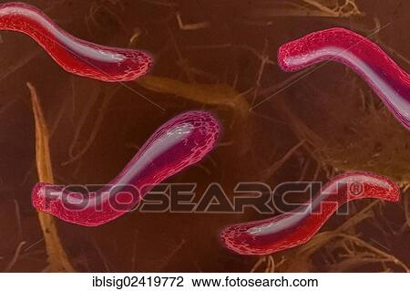 Bacteria, illustration View Large Photo Image Stock Image - Bacteria, illustration. Fotosearch