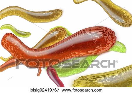 Bacteria, illustration View Large Photo Image Stock Photo - Bacteria, illustration. Fotosearch