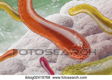 Bacteria, illustration View Large Photo Image Stock Photo - Bacteria, illustration. Fotosearch