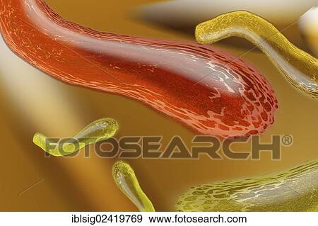 Stock Photo - Bacteria, illustration. Fotosearch
