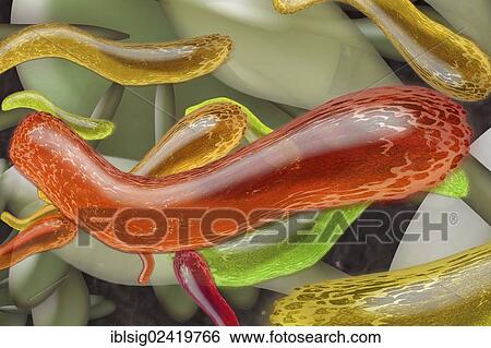 Bacteria, illustration View Large Photo Image Stock Photograph - Bacteria, illustration. Fotosearch