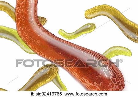 Stock Photography - Bacteria, illustration. Fotosearch