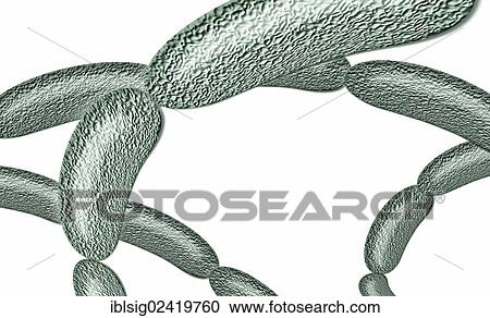 Bacteria strung together, illustration View Large Photo Image Stock Image - Bacteria strung together, illustration. Fotosearch