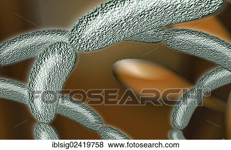 Bacteria strung together, illustration View Large Photo Image Stock Photo - Bacteria strung together, illustration. Fotosearch