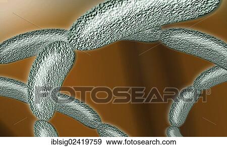 Stock Photo - Bacteria strung together, illustration. Fotosearch