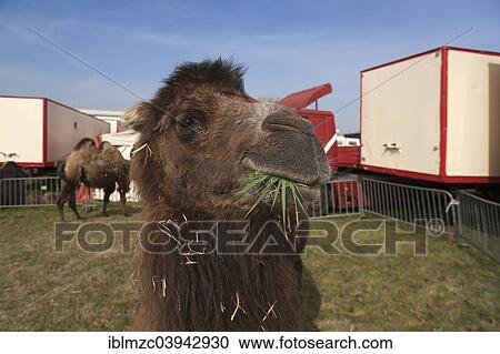 "Bactrian camel (Camelus bactrianus) in the enclosure, small traveling circus, Neunkirchen am Brand, Upper Franconia, Bavaria, Germany, Europe" View Large Photo Image Stock Image - "Bactrian camel (Camelus bactrianus) in the enclosure, small traveling circus, Neunkirchen am Brand, Upper Franconia, Bavaria, Germany, Europe". Fotosearch