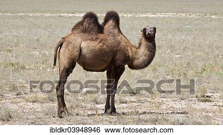 Stock Photograph - "Bactrian Camel (Camelus ferus), in the Kazakh Steppe, Kazakhstan, Asia". Fotosearch