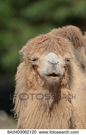 "Bactrian Camel (Camelus ferus bactrianus, Camelus bactrianus bactrianus), native to Asia, captive, The Netherlands, Europe" View Large Photo Image Stock Image - "Bactrian Camel (Camelus ferus bactrianus, Camelus bactrianus bactrianus), native to Asia, captive, The Netherlands, Europe". Fotosearch