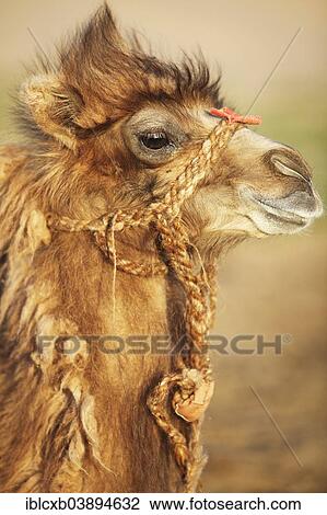 "Bactrian Camel (Camelus ferus), portrait, Gurvansaikhan Gobi National Park, Gobi Desert, South Gobi, Omnogovi Province, Mongolia, Asia" View Large Photo Image Stock Image - "Bactrian Camel (Camelus ferus), portrait, Gurvansaikhan Gobi National Park, Gobi Desert, South Gobi, Omnogovi Province, Mongolia, Asia". Fotosearch