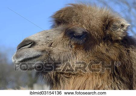 Stock Photograph - "Bactrian camel (Camelus ferus), portrait, captive, Tierpark, Gettorf, Schleswig-Holstein, Germany, Europe". Fotosearch