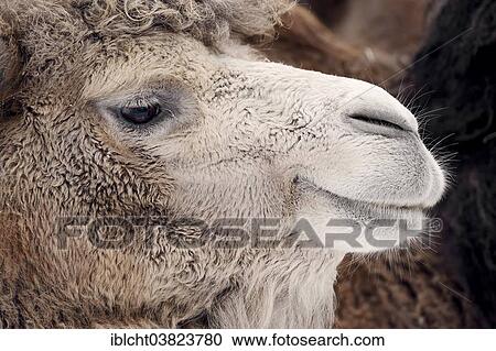 "Bactrian Camel or Wild Bactrian Camel (Camelus ferus bactrianus, Camelus bactrianus bactrianus), portrait, native to Asia, captive, North Rhine-Westphalia, Germany, Europe" View Large Photo Image Stock Image - "Bactrian Camel or Wild Bactrian Camel (Camelus ferus bactrianus, Camelus bactrianus bactrianus), portrait, native to Asia, captive, North Rhine-Westphalia, Germany, Europe". Fotosearch