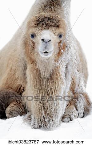 Stock Photo - "Bactrian Camel or Wild Bactrian Camel (Camelus ferus bactrianus, Camelus bactrianus bactrianus), in the snow, native to Asia, captive, North Rhine-Westphalia, Germany, Europe". Fotosearch