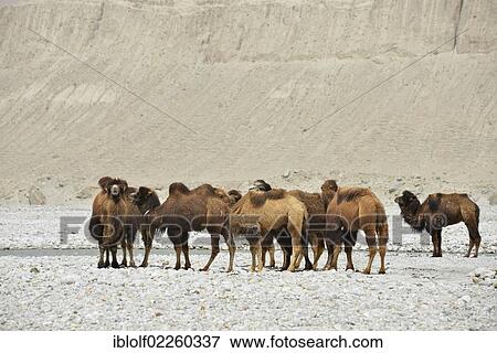 Stock Photo - "Bactrian camels (Camelus bactrianus) standing in a dry, sandy, rocky valley on the Dalongyu He river, Silk Road, Xinjiang, China, Asia". Fotosearch