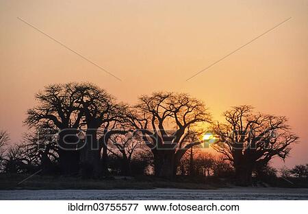 Stock Photo - "Baines Baobabs or African Baobabs (Adansonia digitata), Kudiakam Pan, Botswana, Africa". Fotosearch