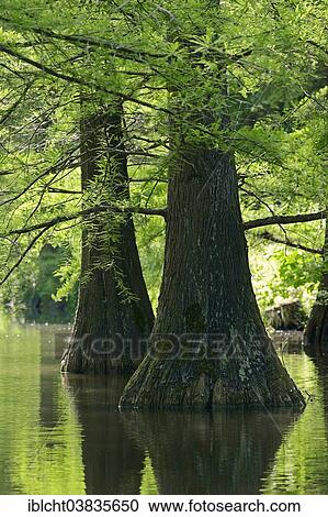 "Bald Cypress or Swamp Cypress (Taxodium distichum), native to North America, North Rhine-Westphalia, Germany, Europe" View Large Photo Image Stock Image - "Bald Cypress or Swamp Cypress (Taxodium distichum), native to North America, North Rhine-Westphalia, Germany, Europe". Fotosearch