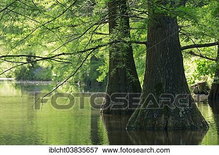 Stock Photo - "Bald Cypress or Swamp Cypress (Taxodium distichum), native to North America, North Rhine-Westphalia, Germany, Europe". Fotosearch