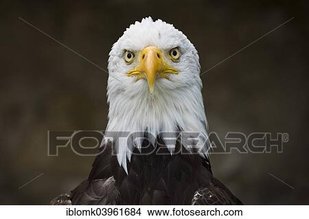 "Bald Eagle (Haliaeetus leucocephalus), falconry at Schloss Rosenburg Castle, Altmuhltal, Bavaria, Germany, Europe" View Large Photo Image Picture - "Bald Eagle (Haliaeetus leucocephalus), falconry at Schloss Rosenburg Castle, Altmuhltal, Bavaria, Germany, Europe". Fotosearch
