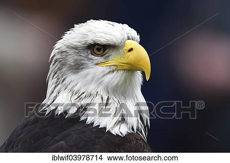 "Bald Eagle (Haliaeetus leucocephalus), Bavaria, Germany, Europe" View Large Photo Image Picture - "Bald Eagle (Haliaeetus leucocephalus), Bavaria, Germany, Europe". Fotosearch