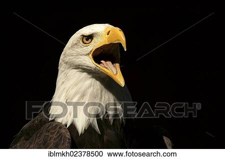 "Bald Eagle (Haliaeetus leucocephalus), captive, Hesse, Germany, Europe" View Large Photo Image Stock Image - "Bald Eagle (Haliaeetus leucocephalus), captive, Hesse, Germany, Europe". Fotosearch