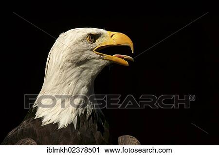 "Bald Eagle (Haliaeetus leucocephalus), captive, Hesse, Germany, Europe" View Large Photo Image Stock Image - "Bald Eagle (Haliaeetus leucocephalus), captive, Hesse, Germany, Europe". Fotosearch