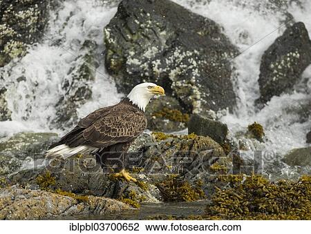 "Bald Eagle (Haliaeetus leucocephalus), Prince William Sound, near Anchorage, Alaska, United States, North America" View Large Photo Image Stock Image - "Bald Eagle (Haliaeetus leucocephalus), Prince William Sound, near Anchorage, Alaska, United States, North America". Fotosearch