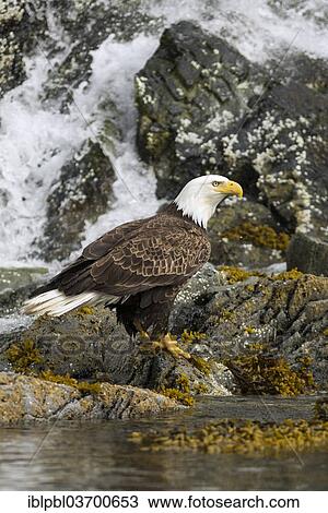 "Bald Eagle (Haliaeetus leucocephalus), Prince William Sound, near Anchorage, Alaska, United States, North America" View Large Photo Image Stock Image - "Bald Eagle (Haliaeetus leucocephalus), Prince William Sound, near Anchorage, Alaska, United States, North America". Fotosearch