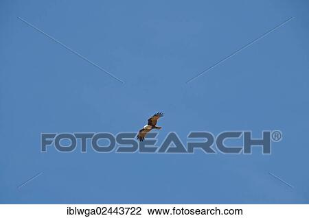 "Bald Eagle (Haliaeetus leucocephalus) in flight, Unawatuna, Sri Lanka, Ceylon, South Asia, Asia, PublicGround, Asia" View Large Photo Image Stock Image - "Bald Eagle (Haliaeetus leucocephalus) in flight, Unawatuna, Sri Lanka, Ceylon, South Asia, Asia, PublicGround, Asia". Fotosearch