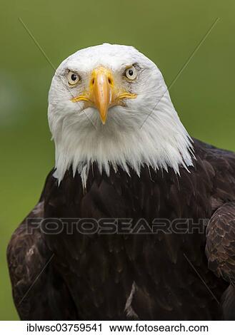 "Bald Eagle (Haliaeetus leucocephalus), portrait, captive, Saarland, Germany, Europe" View Large Photo Image Stock Image - "Bald Eagle (Haliaeetus leucocephalus), portrait, captive, Saarland, Germany, Europe". Fotosearch