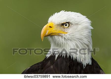 "Bald Eagle (Haliaeetus leucocephalus), portrait, captive, Saarland, Germany, Europe" View Large Photo Image Stock Image - "Bald Eagle (Haliaeetus leucocephalus), portrait, captive, Saarland, Germany, Europe". Fotosearch