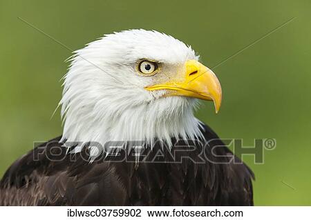 "Bald Eagle (Haliaeetus leucocephalus), portrait, captive, Saarland, Germany, Europe" View Large Photo Image Stock Image - "Bald Eagle (Haliaeetus leucocephalus), portrait, captive, Saarland, Germany, Europe". Fotosearch